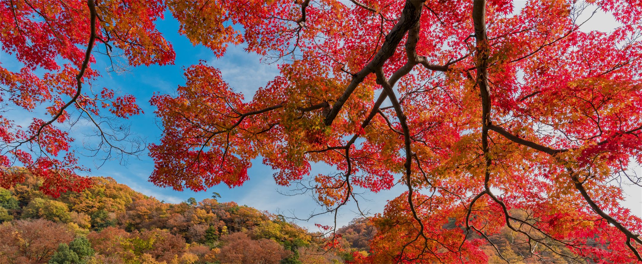 紅葉の画像